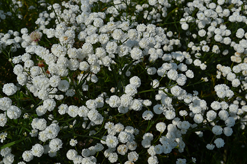 Тысячелистник птармика the pearl. Тысячелистник птармика жемчужина. Тысячелистник птармика жемчужина. Тысячелистник птармика посадка и уход. Тысячелистник птармика посадка и уход.