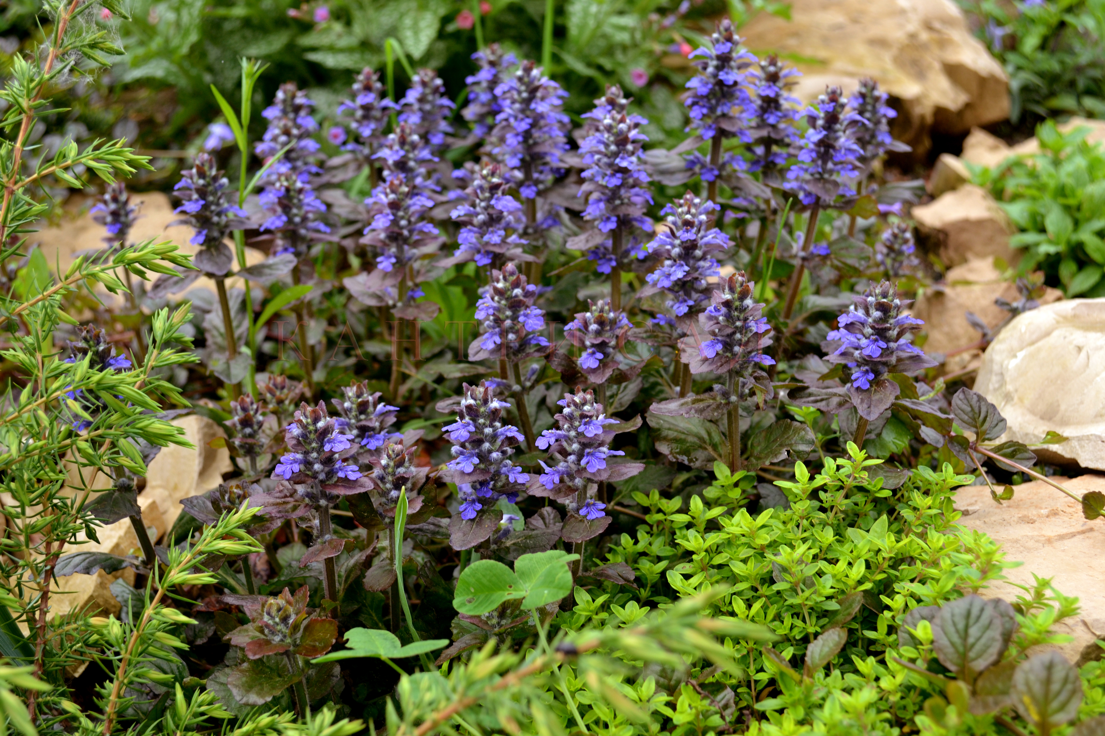 Живучка ползучая (Ajuga reptans `Atropurpurea`)