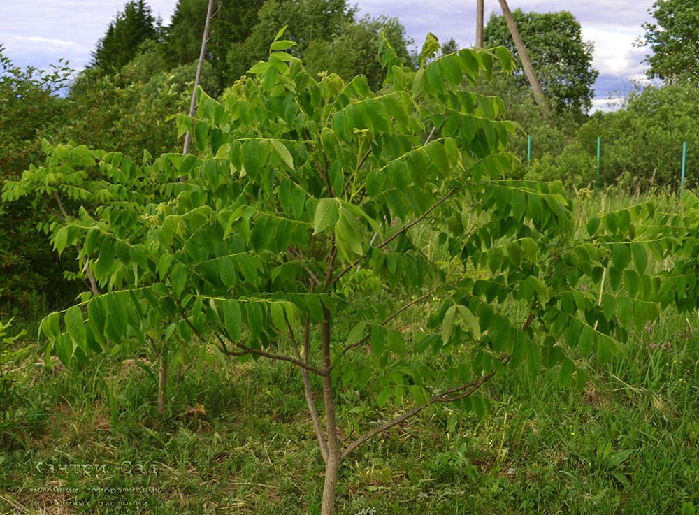 Маньчжурский орех фото дерева