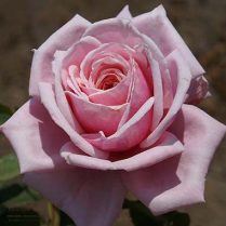Роза плетистая Blossomtime