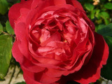 роза Benjamin Britten_