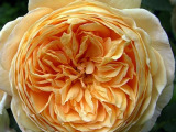 роза Crown Princess Margareth.