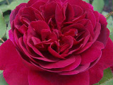 роза Darsey Bussel