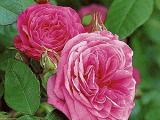 роза Gertrude Jekyll