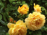 David Austin English Rose 'Golden Celebration' - 10 Most Fragran