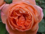 роза Lady Emma Hamilton.