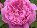 роза Mary rose