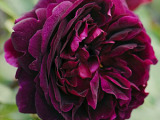 David Austin English Rose 'Munstead Wood' - 10 Most Fragrant