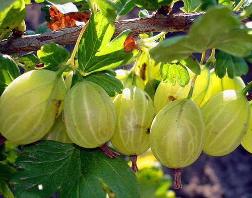 Крыжовник Кубанец