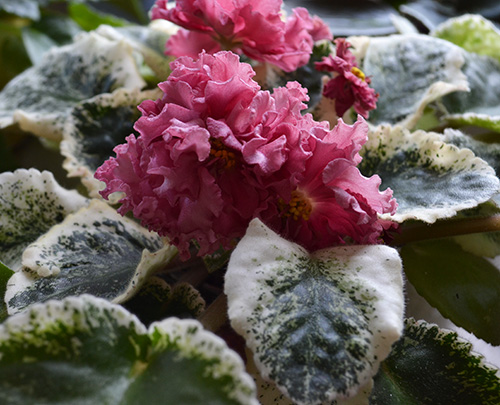 Фиалка маковое поле. Фиалка ав розовый абсолют. Фиалка лисичка. Ав-маковое поле фиалка. Ав-маковое поле фиалка.