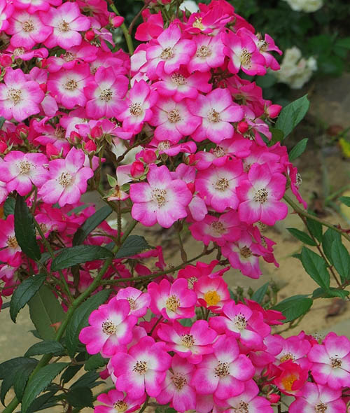 Роза Букаву (Bukavu) купить в Москве, доставка почтой по России, недорого в инте