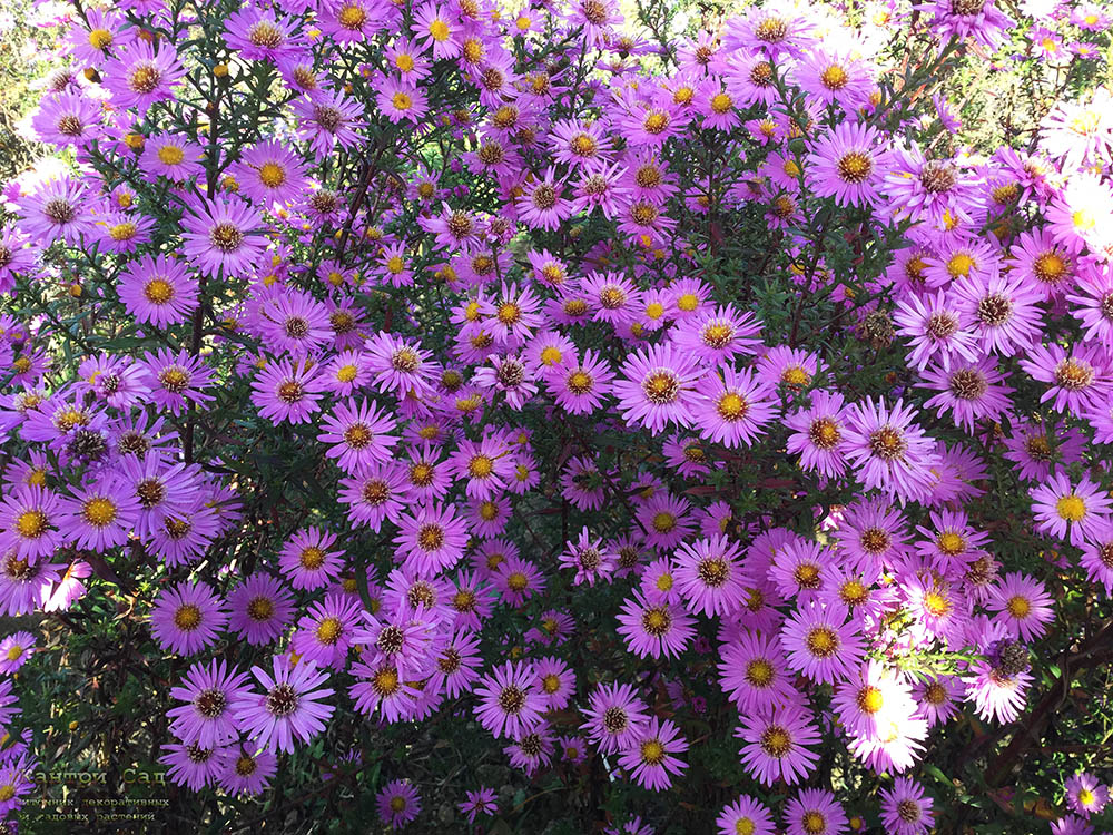 Астра кустарниковая "Pink Beauty"