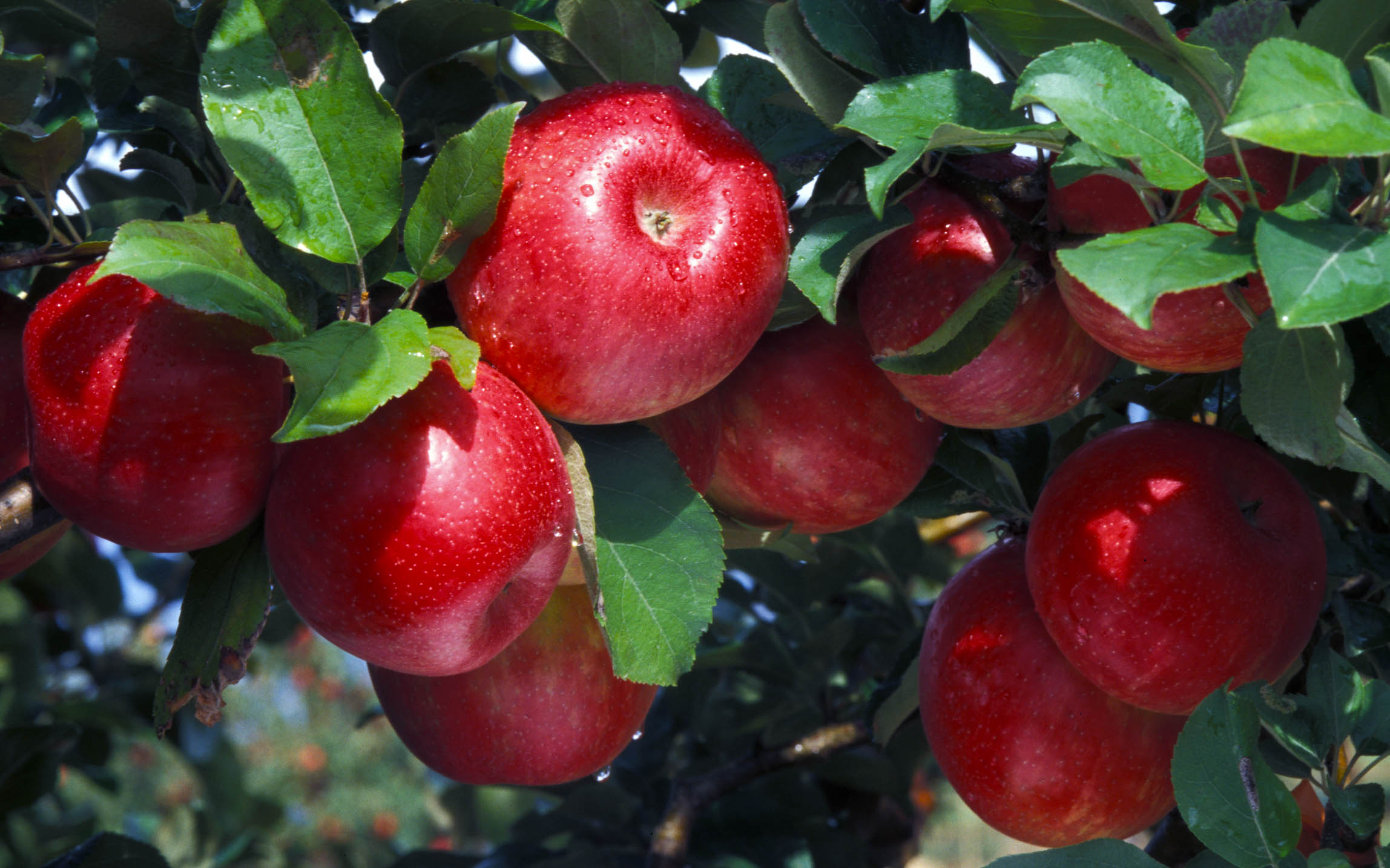 Рубин чешский яблоня