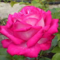 Роза Rose Gaujard