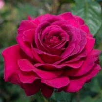 Роза чайно-гибридная Big Purple