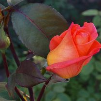 Роза чайно-гибридная Аmbassador