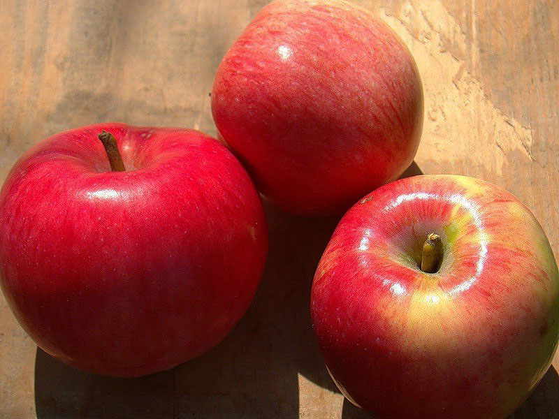 Сорт яблок малиновка с фото и описанием
