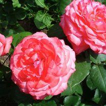 Роза-чайно-гибриднаяPanthere rose