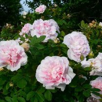 роза историческая Louise Bugnet