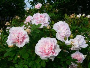 роза историческая Louise Bugnet