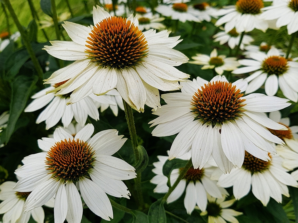 White Petals Purple эхинацея