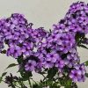 Флокс Хулиган