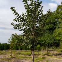 Липа мелколистная